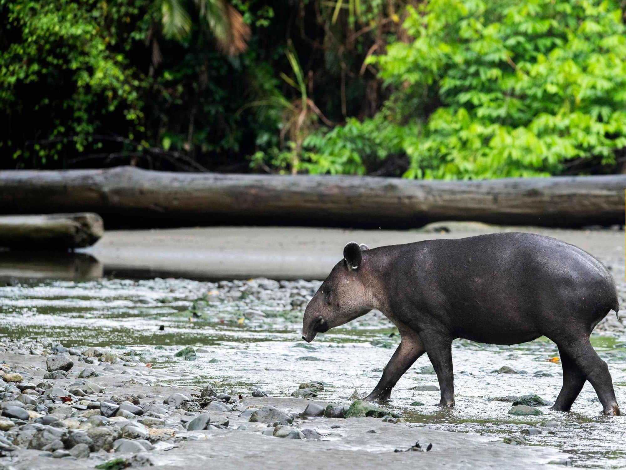Fauna del Parque Nacional Corcovado