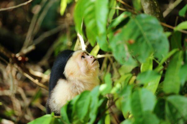 white faced monkey in national park