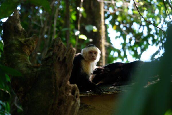 white faced monkey in manuel antonio national parl