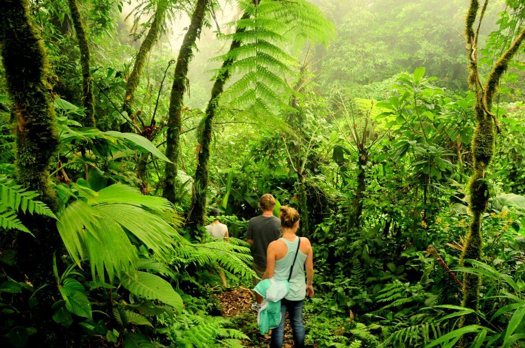Monteverde cloud forest hiking trails in Costa Rica