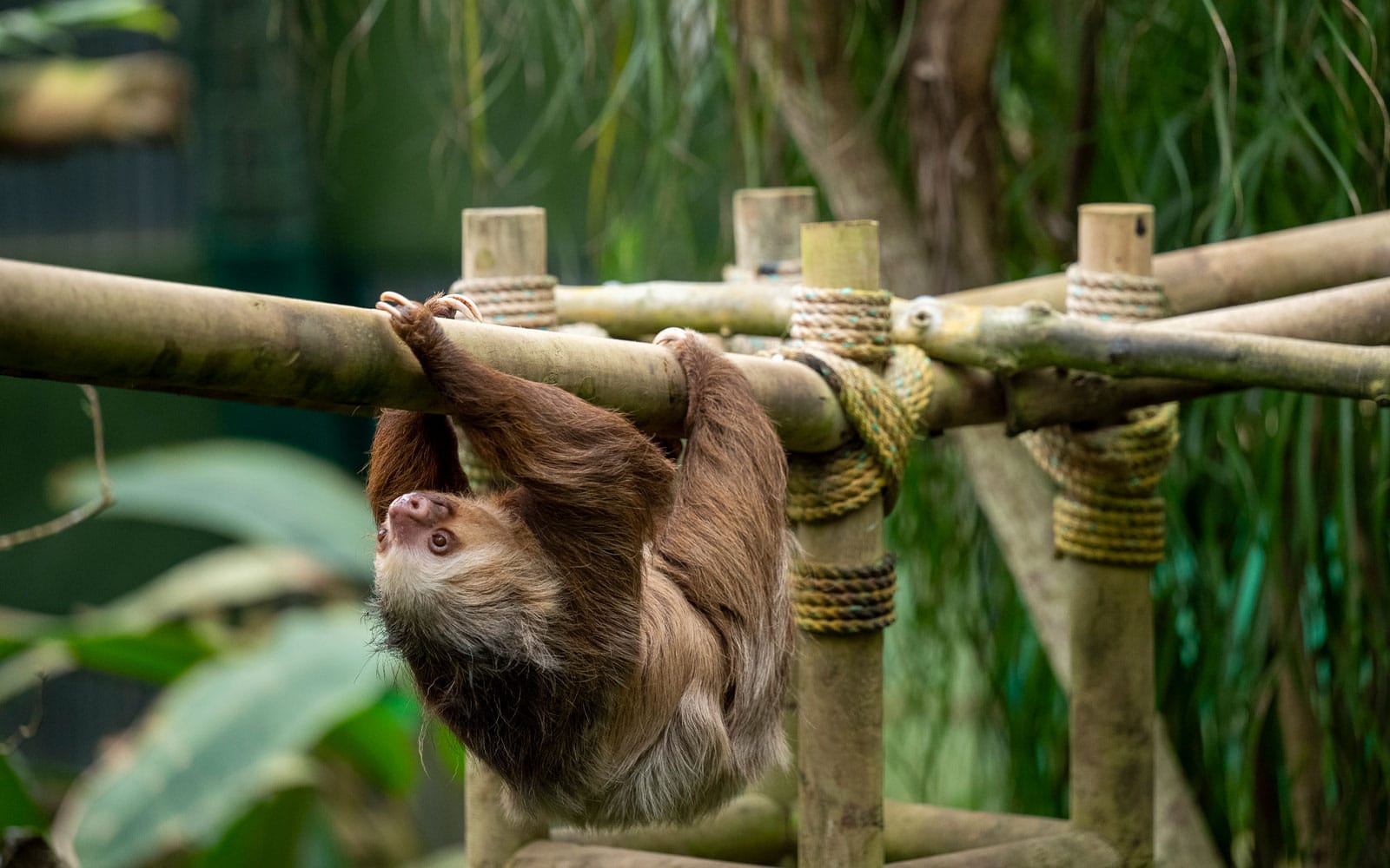 Featured image for “Sloth Habitat”