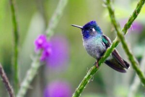 Explore Costa Rica